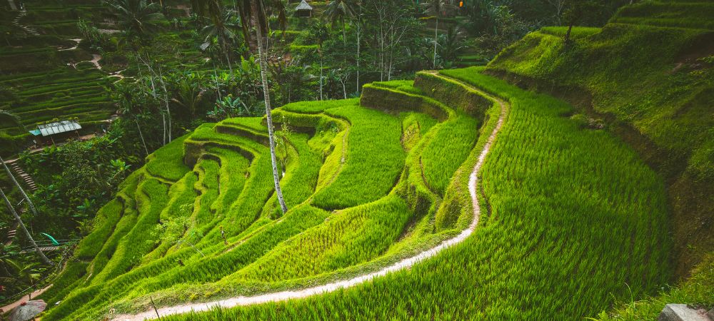 2. Tegalalang Rice Terraces_ A Green Wonderland