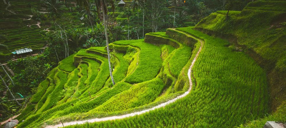 2. Tegalalang Rice Terraces_ A Green Wonderland