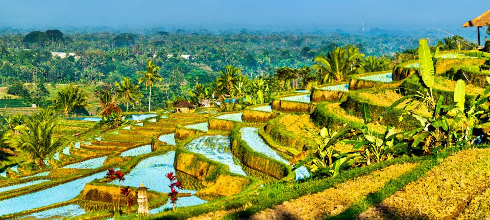 Jatiluwih Rice Terraces A Cultural Landscape