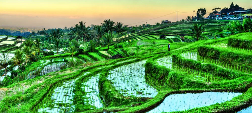 12. Jatiluwih Rice Terraces