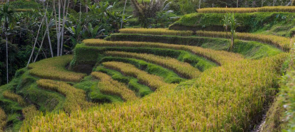 13. Tegallalang Rice Terrace